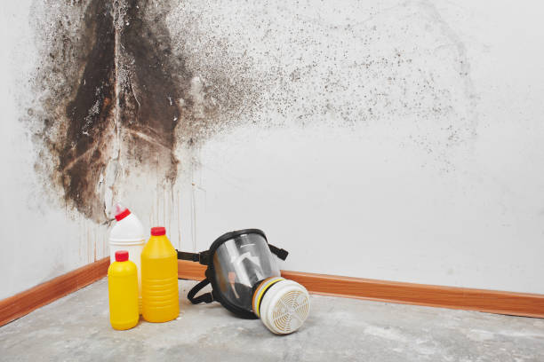 Best Mold Damage Repair  in Albany, LA