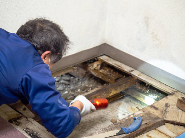 Best Attic Mold Removal  in Albany, LA