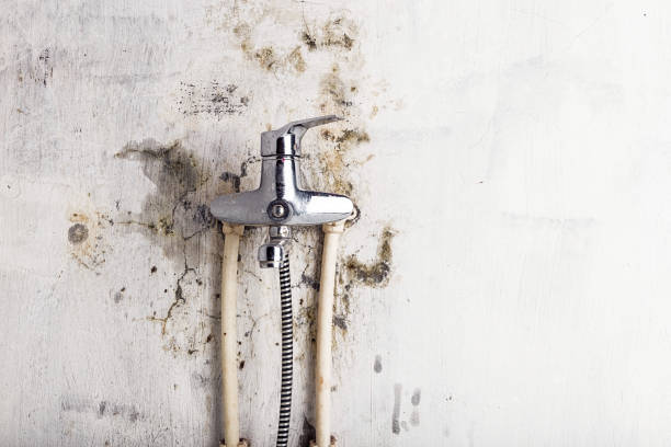 Best Certified Mold Removal  in Albany, LA