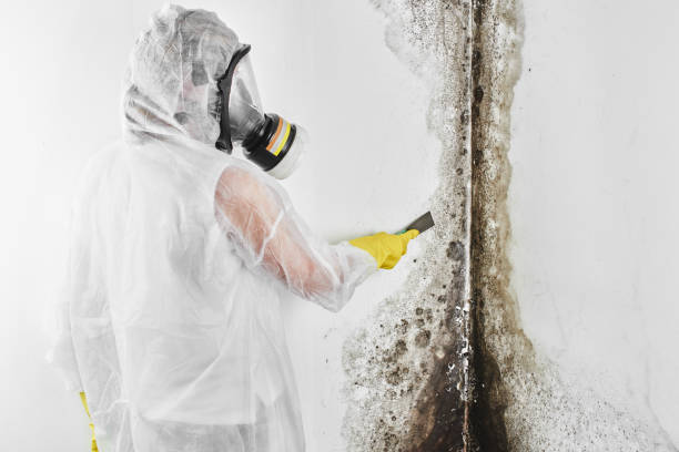 Best Fast Mold Removal  in Albany, LA