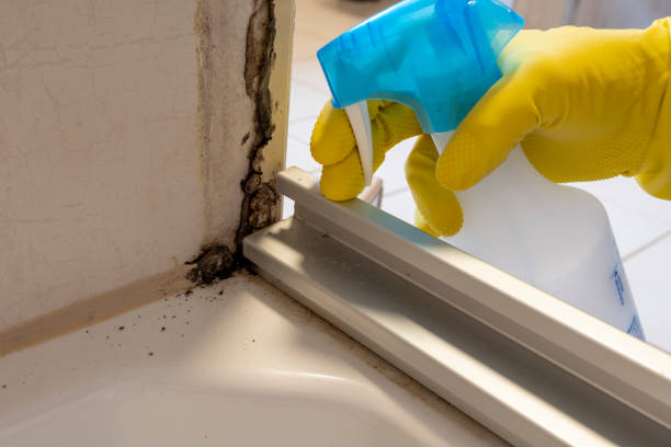 Best Toxic Mold Removal  in Albany, LA
